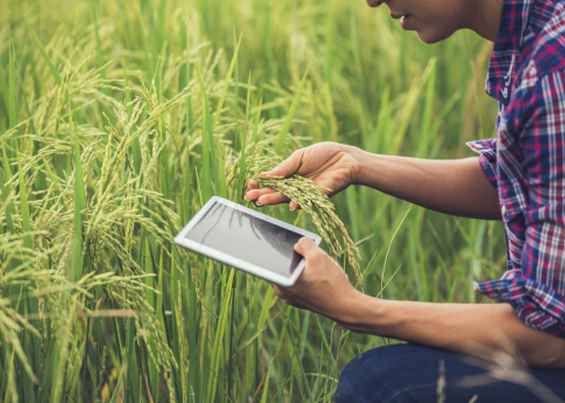 Man checking grains through smart apps